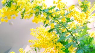 いろコラム🌈春を彩るミモザの花